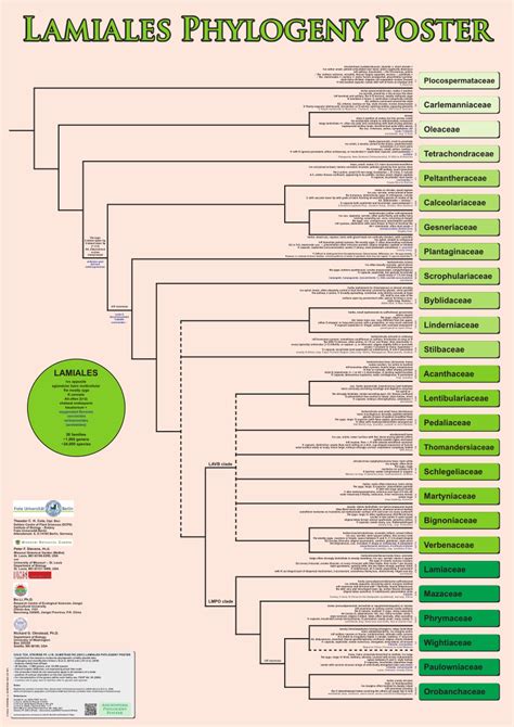 lamiales phylogenetic tree